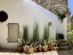 Plants in courtyard
